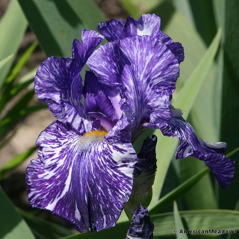 Iris germanica 'Batik'
